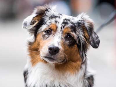 Australian Shepherd